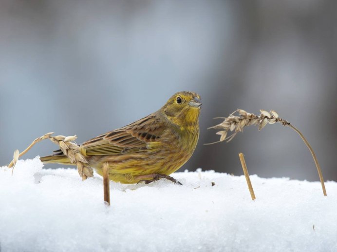 Emberiza citrinella