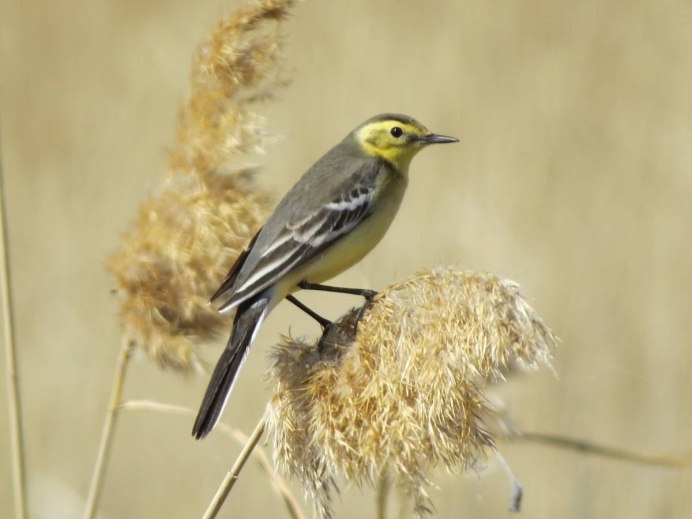 3. Овсянка обыкновенная (Emberiza citrinella),