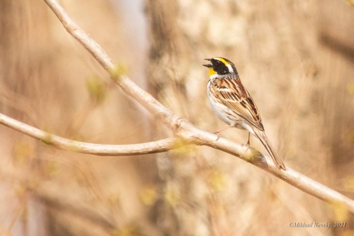 Дубровник (Emberiza aureola)