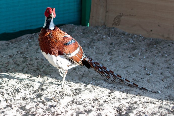 Фазан Эллиота