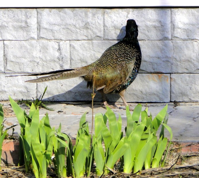 Предкавказский фазан (Phasianus colchicus septentrionalis)