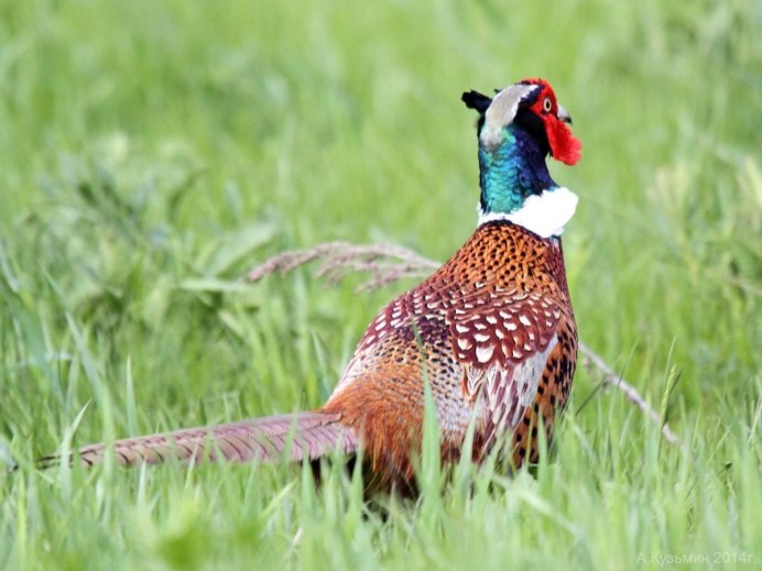 Фазан Хьюма