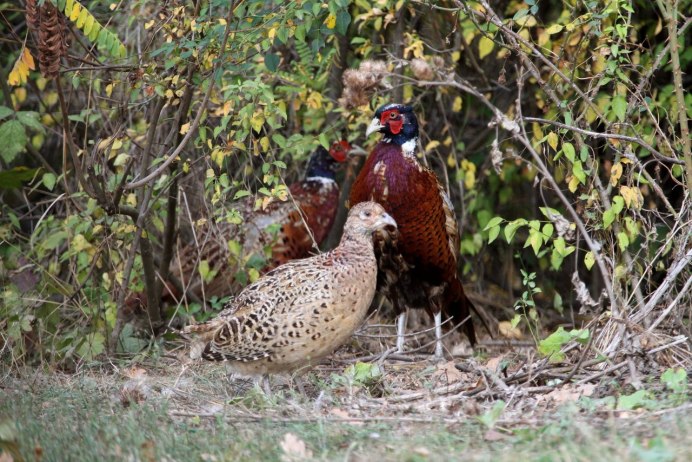 Птичье диво