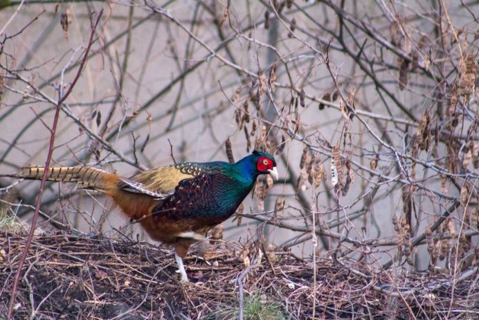 Медный пёстрый фазан / Syrmaticus soemmerringii