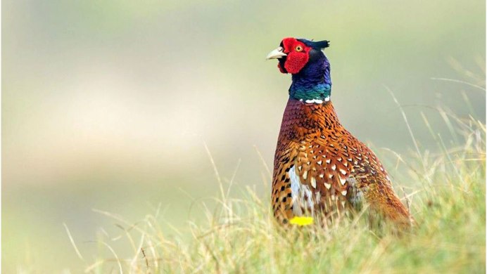 Фазан птица