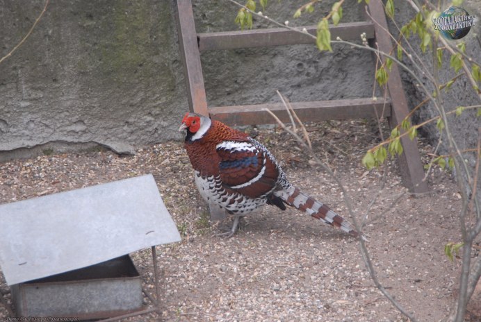 Таджикистан заповедник тигровая балка фазан