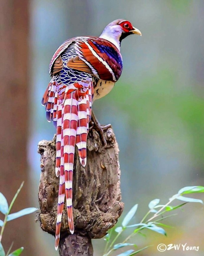 Фазан Эллиота