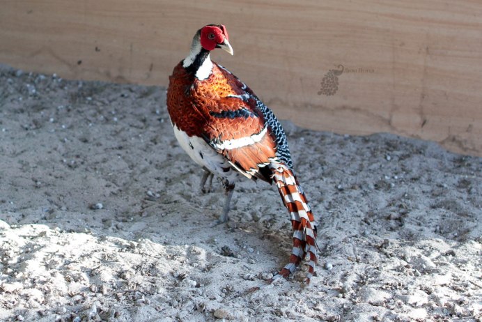 Северокавказский фазан