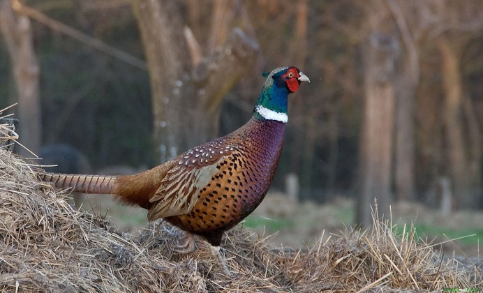 Фазан Эллиота