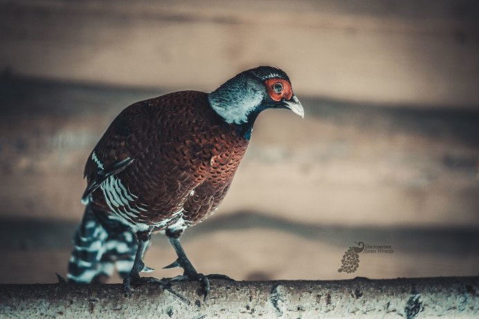 Предкавказский фазан (Phasianus colchicus septentrionalis)