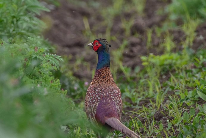 Пёстрый фазан Микадо