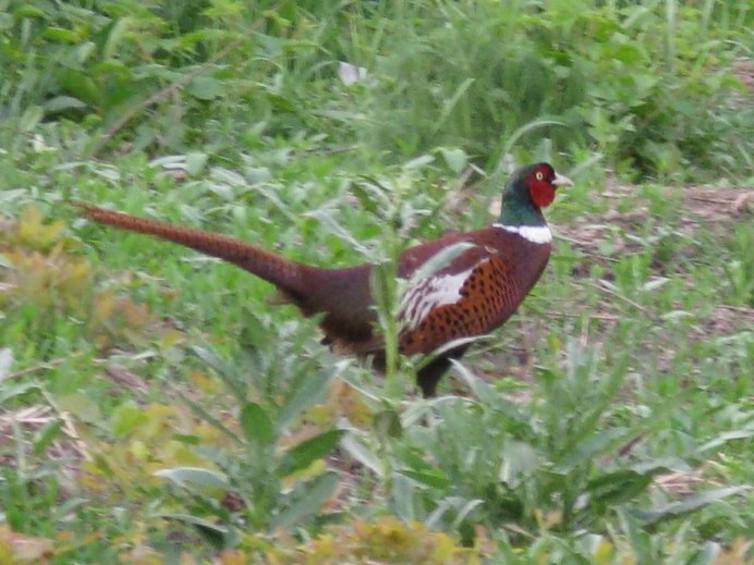 Среднеазиатский фазан