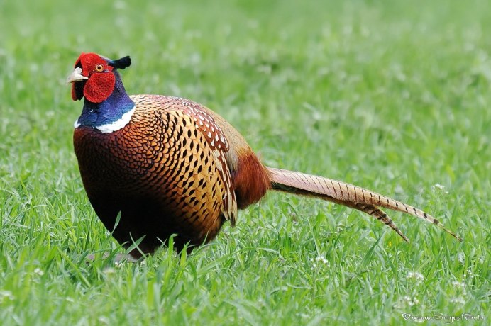 Среднеазиатский фазан