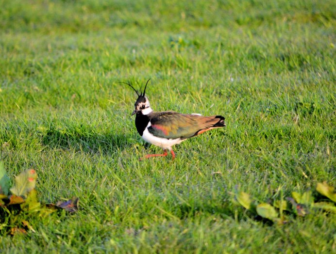 Чибис Vanellus Vanellus