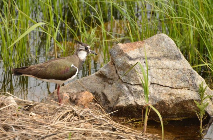Чибис Vanellus Vanellus питание
