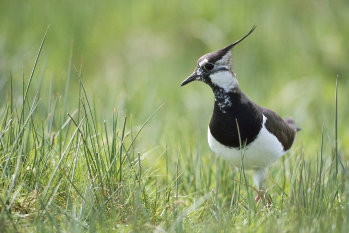Чибис Vanellus Vanellus