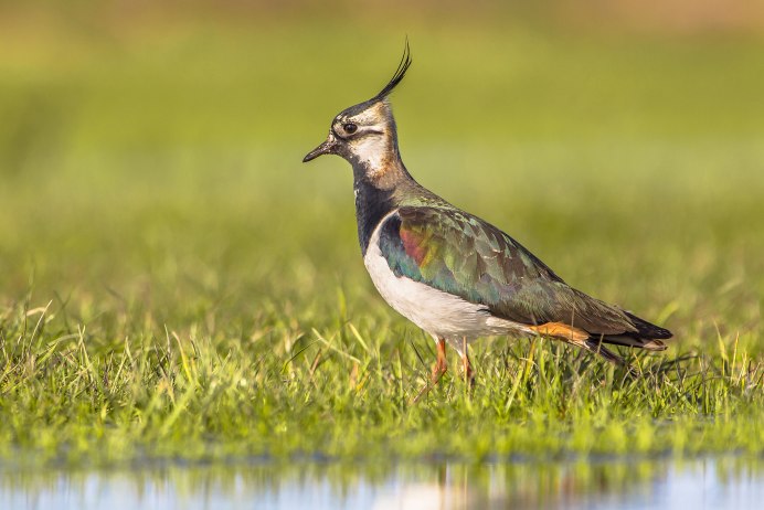 Заповедник RSPB
