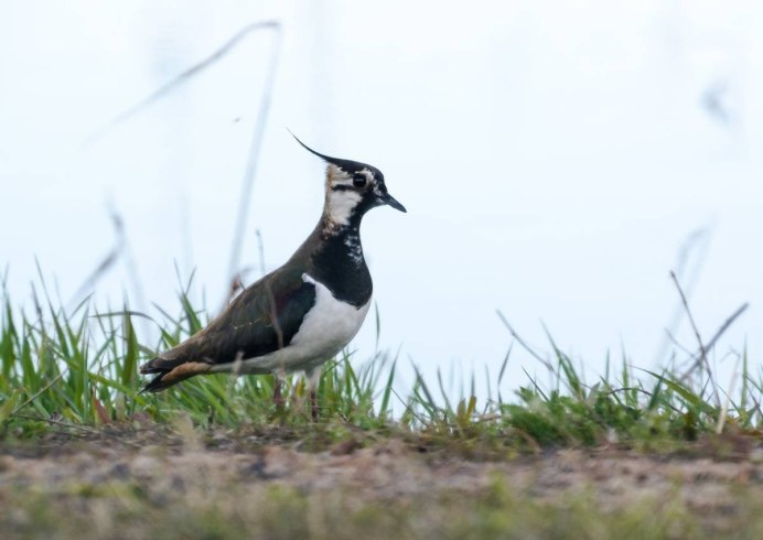 Lapwings Wading Bird