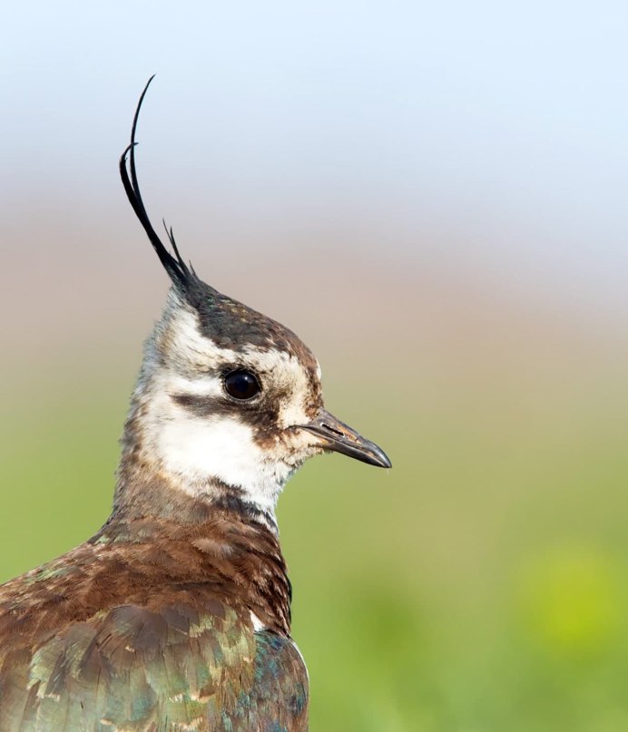 Чибис Vanellus Vanellus