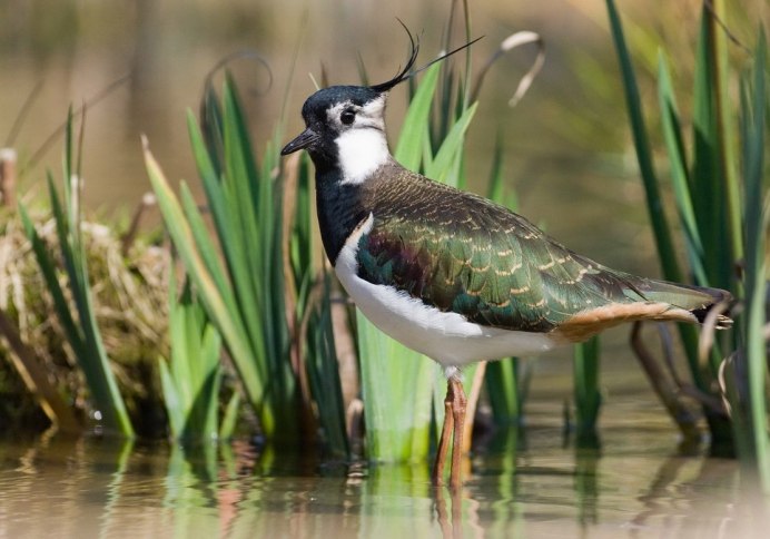Чибис Vanellus Vanellus