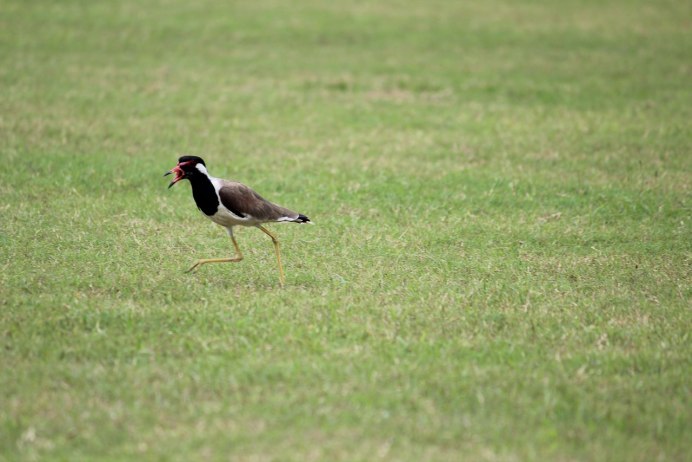 Чибис Vanellus Vanellus