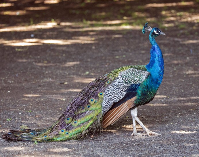 Павлин (Pavo cristatus)