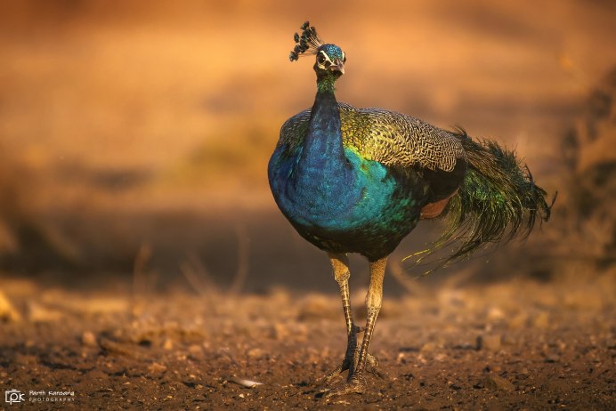 Индийский Павлин / Pavo cristatus