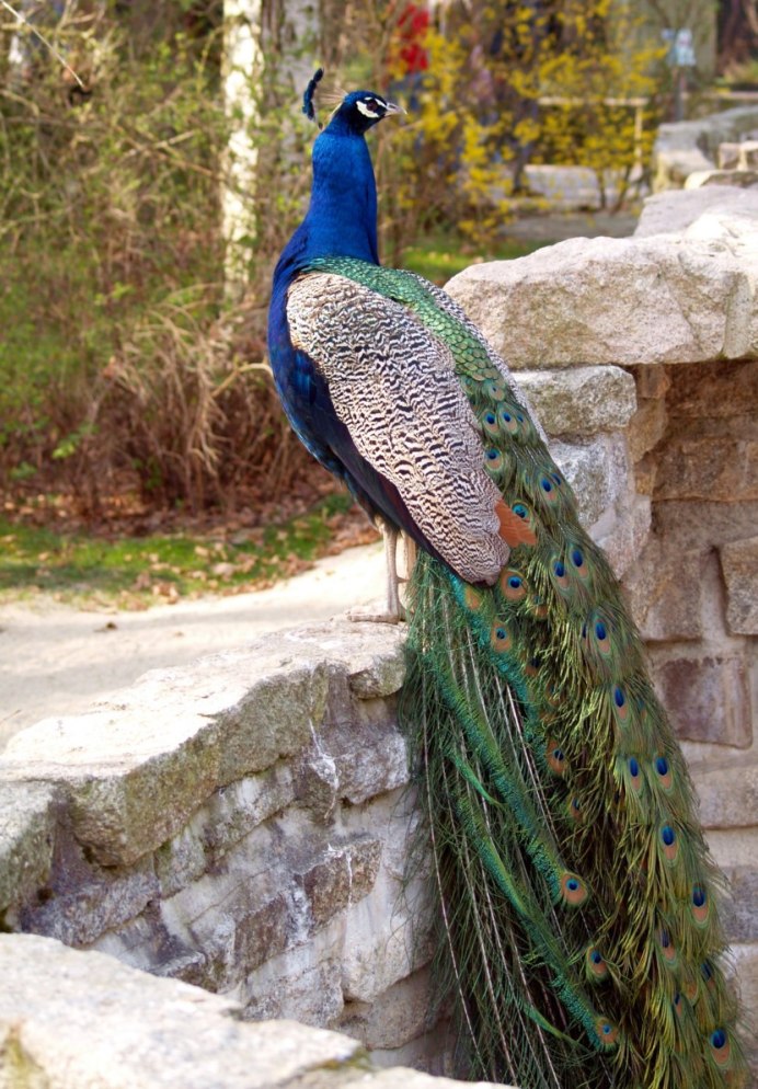 Павлин (Pavo cristatus)