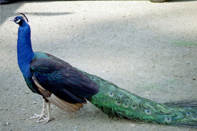 Павлин (Pavo cristatus)