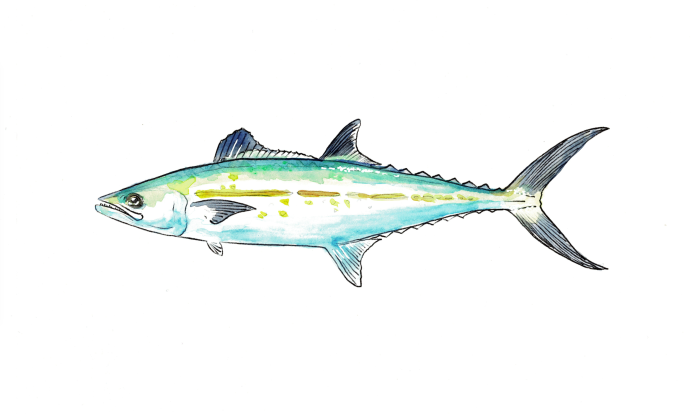 Японская скумбрия Scomber japonicus