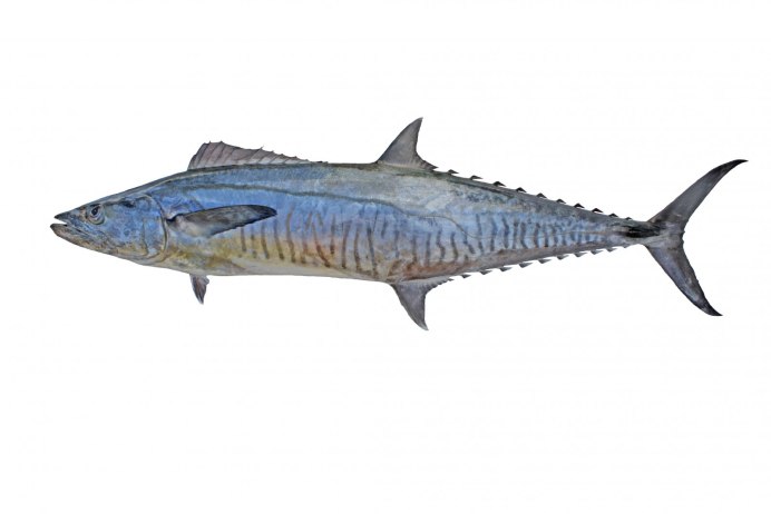 Scomberomorus sinensis