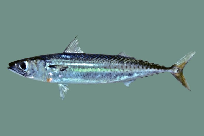 Scomberomorus maculatus