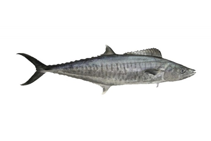 Spanish Mackerel рыба