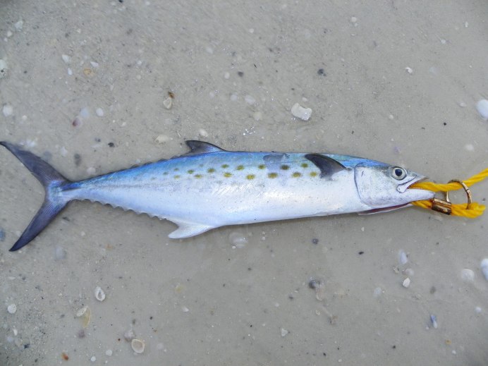 Scomberomorus sinensis