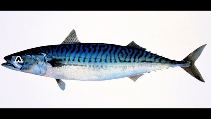 Scomberomorus Commerson