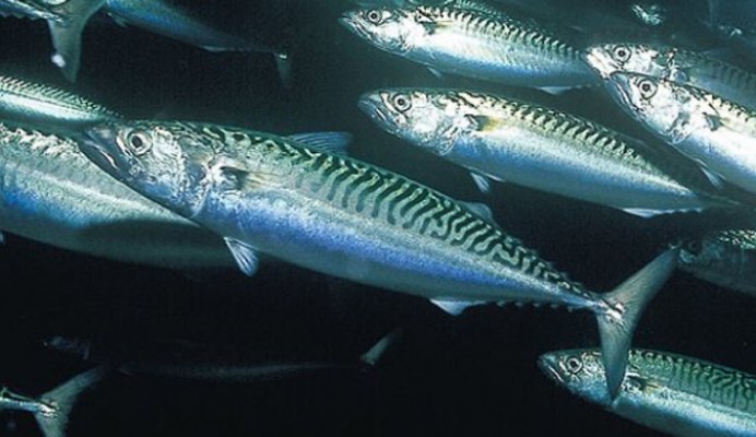 Scomberomorus maculatus