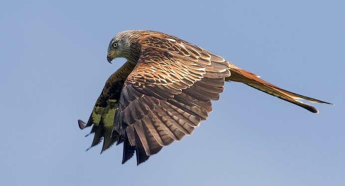 Красный Коршун Milvus Milvus