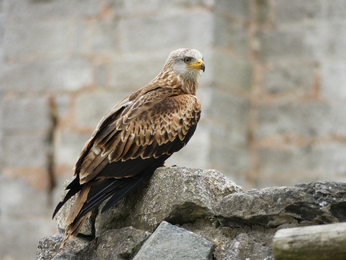 Красный Коршун Milvus Milvus