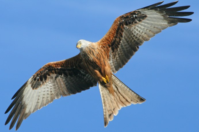Красный Коршун Milvus Milvus