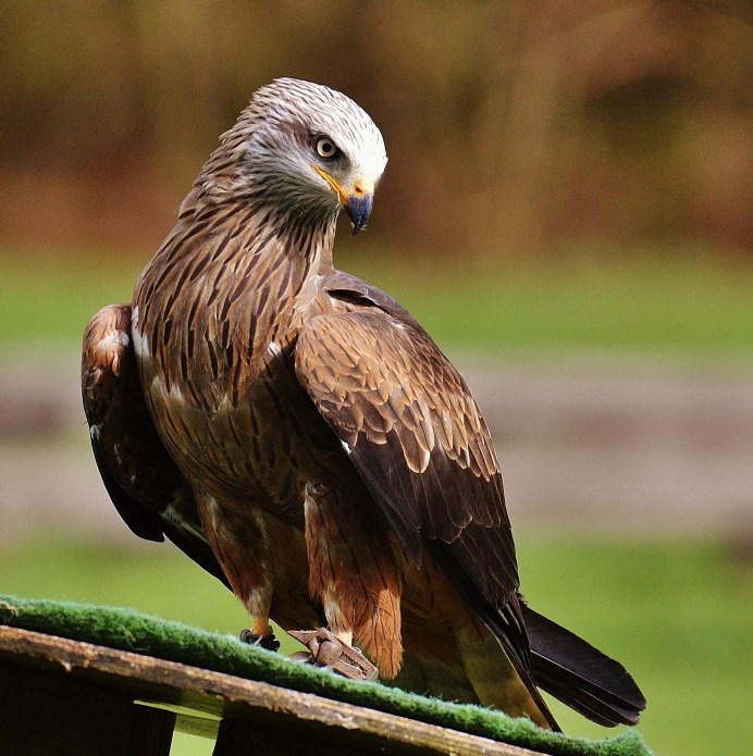 Красный Коршун Milvus Milvus