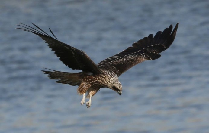 Черный Коршун Milvus Migrans