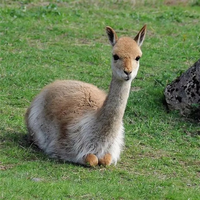 Гуанако и Викунья