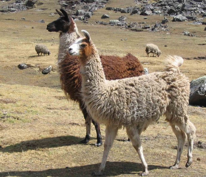Боливия Викунья