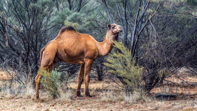 Одногорбый верблюд дромедар