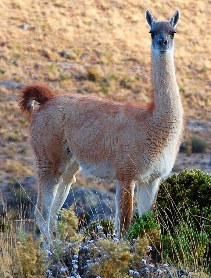Безгорбый верблюд в Андах