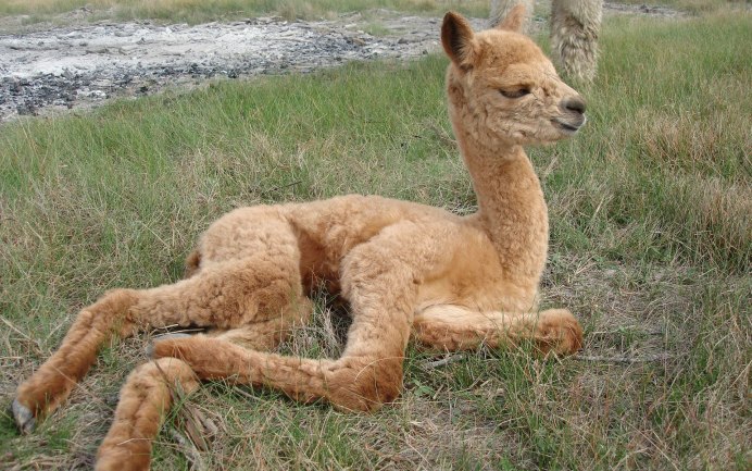 Верблюд вид сзади