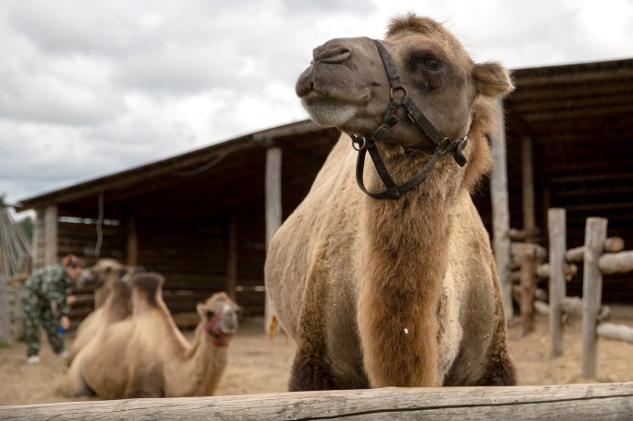 Мозоленогие альпаки