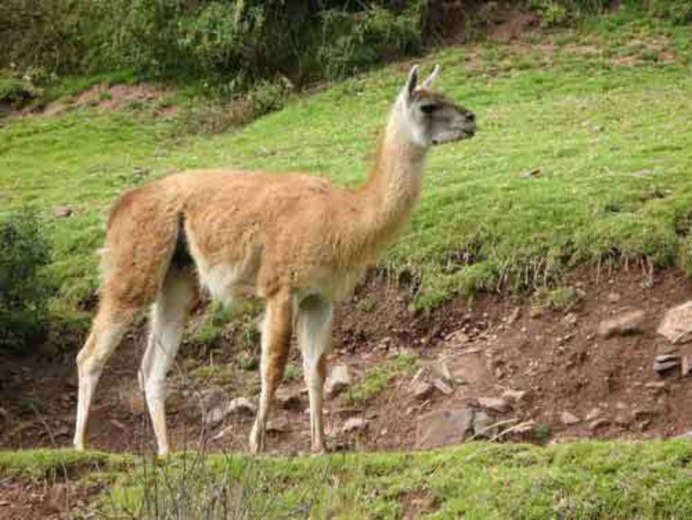 Кама Верблюлама