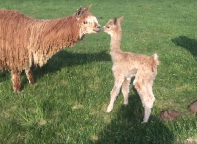 Викунья Южная Америка