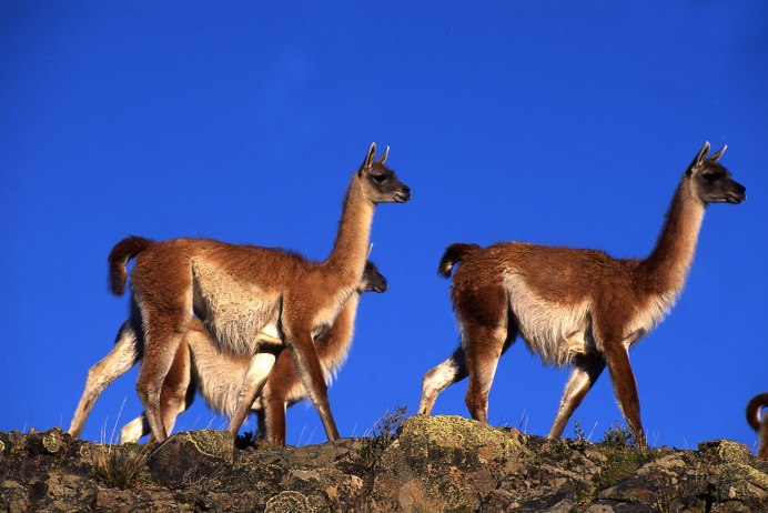 Верблюд корабль пустыни